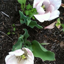 Tulips still blooming