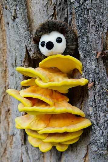 nature-tree-tree-bark-mushroom.jpg